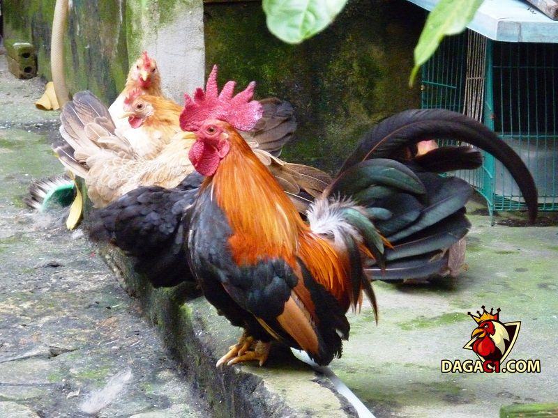 gà tre đẹp
