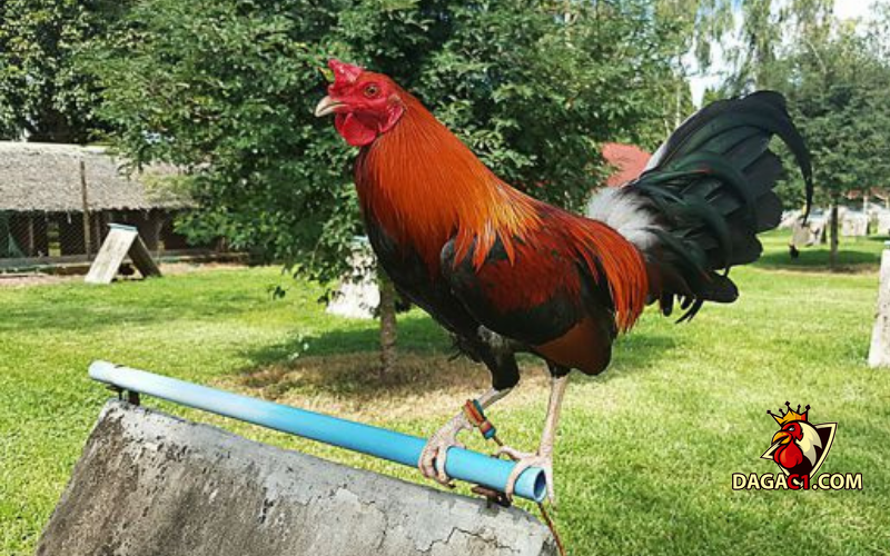 Giống gà chọi hay nhất