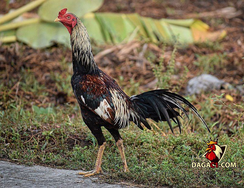 giống gà chọi Thái