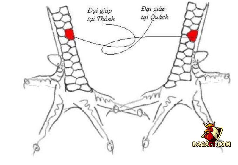 Hướng dẫn xem vảy gà