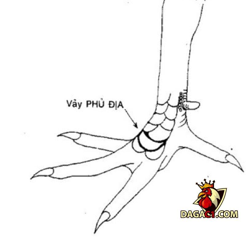 Hướng dẫn xem vảy gà