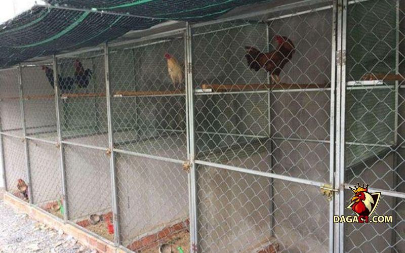 kỹ thuật chăm sóc gà đá