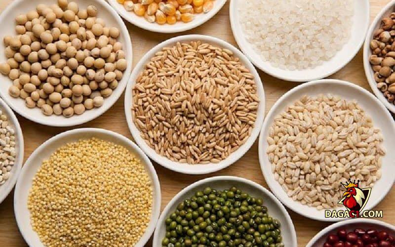 kỹ thuật chăm sóc gà đá