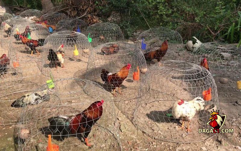 kỹ thuật chăm sóc gà đá
