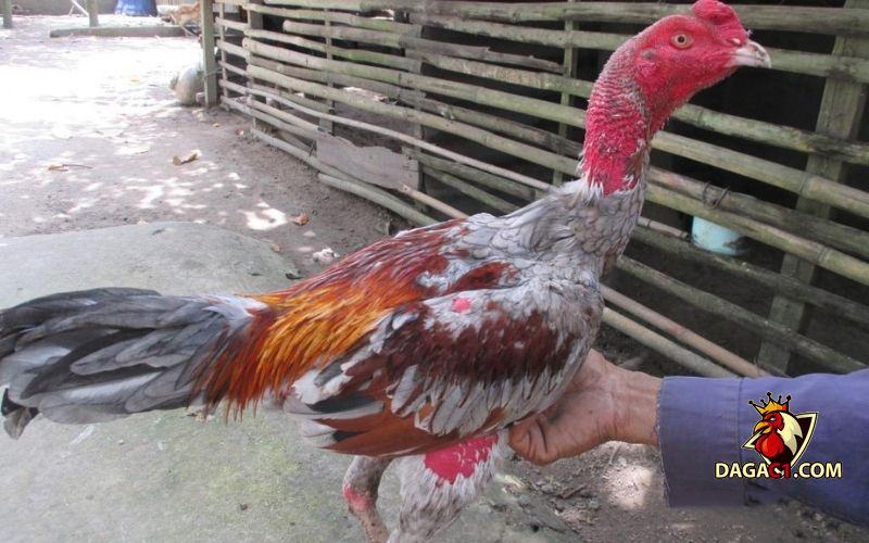 Kỹ thuật nuôi gà chọi