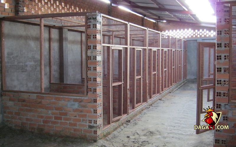 Kỹ thuật nuôi gà chọi
