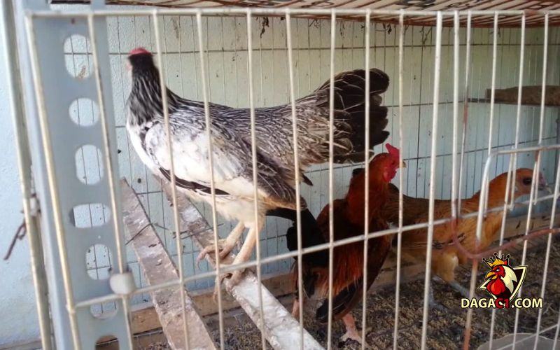 kỹ thuật nuôi gà nhốt chuồng