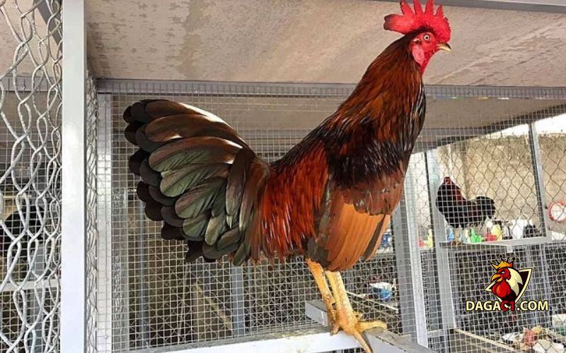 kỹ thuật nuôi gà nhốt chuồng