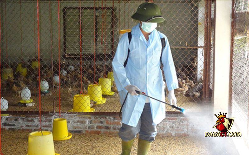 kỹ thuật nuôi gà nhốt chuồng