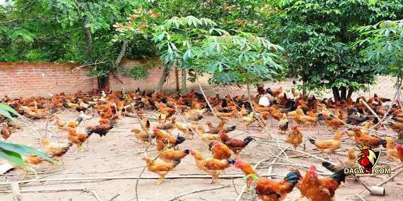 kỹ thuật nuôi gà thả vườn
