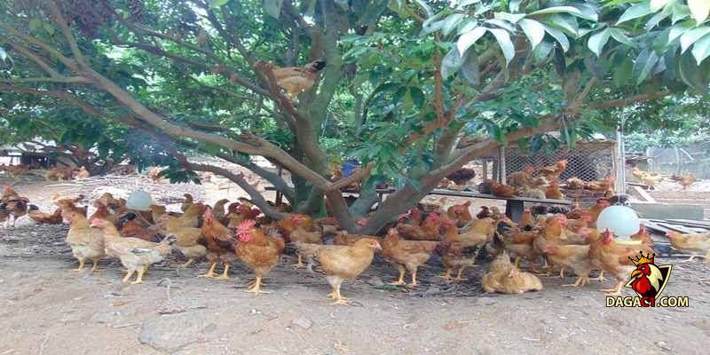 kỹ thuật nuôi gà thả vườn