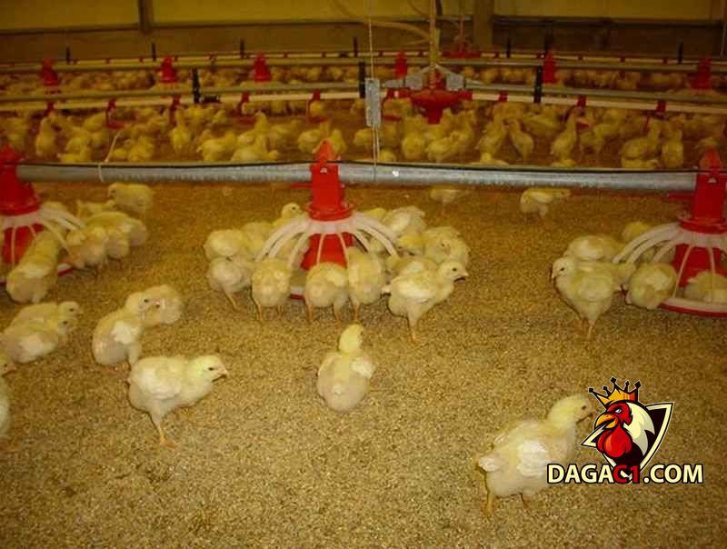 kỹ thuật úm gà con