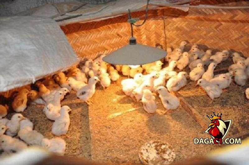 kỹ thuật úm gà con