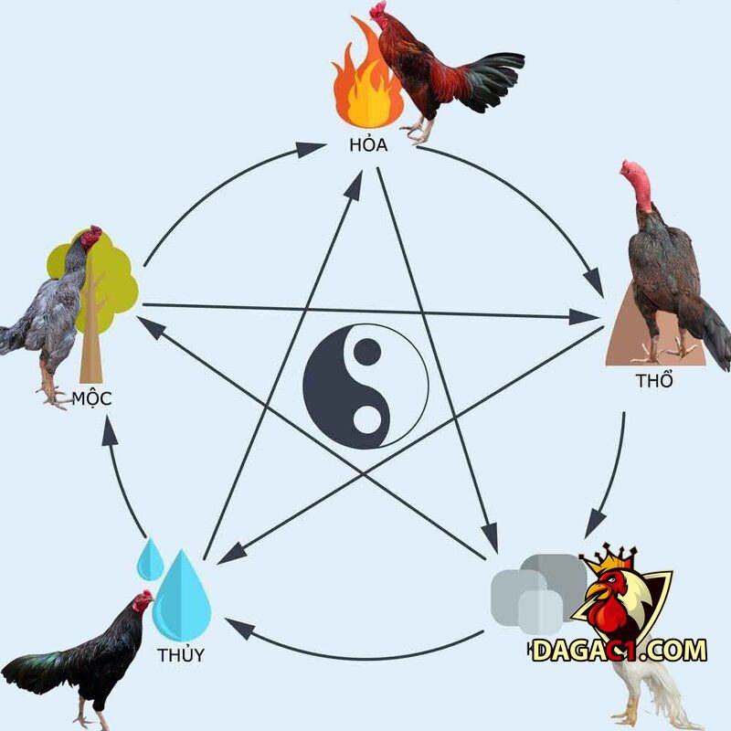 màu mạng đá gà