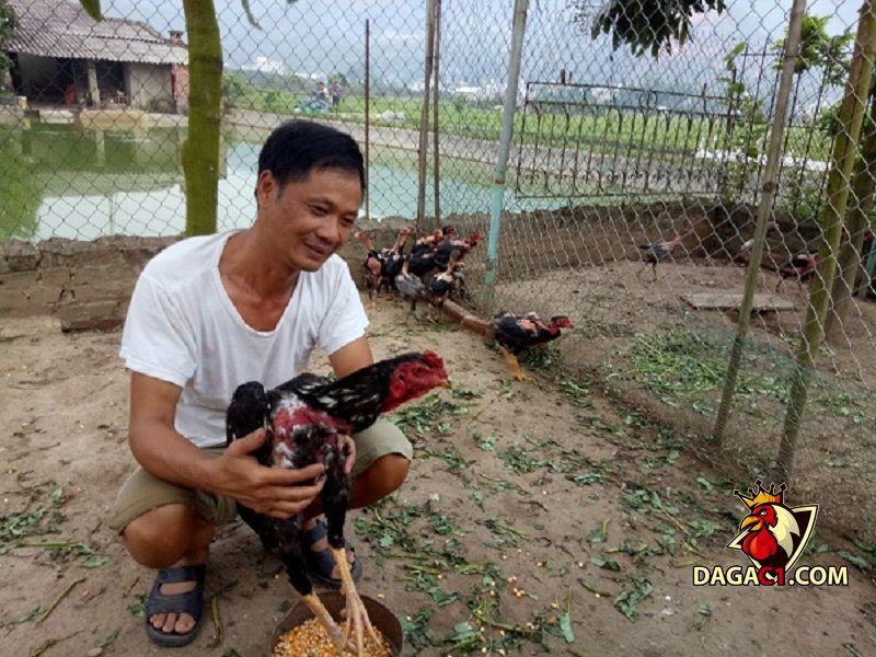 mô hình nuôi gà đá cựa sắt