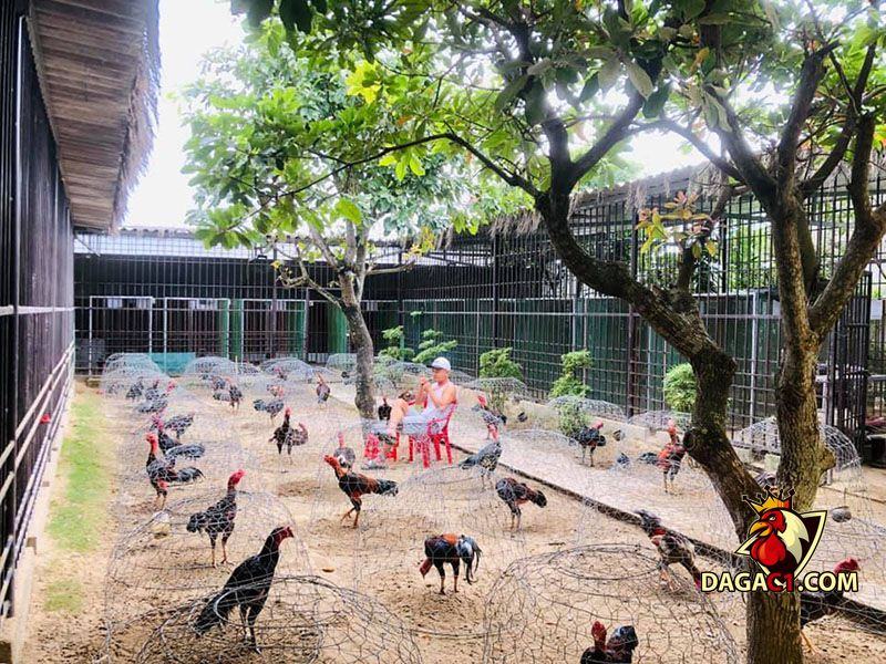 mô hình nuôi gà đá cựa sắt