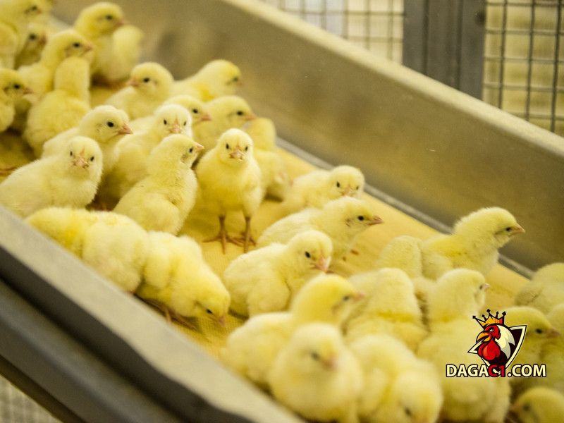 Nuôi gà chọi con khỏe mạnh