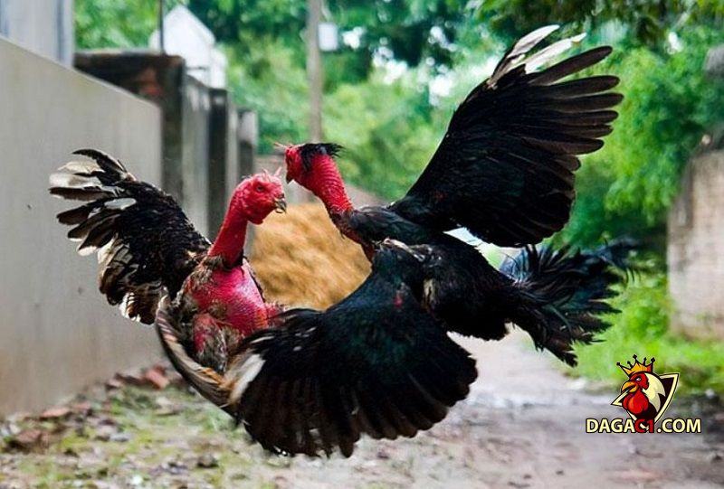 tập lực cho gà chọi