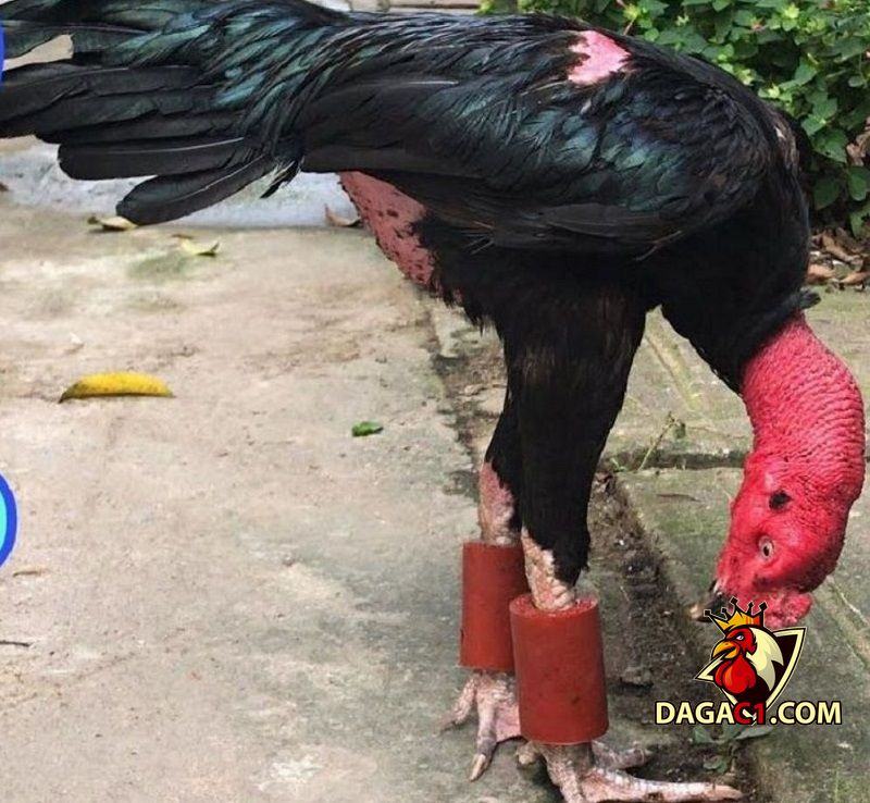 tập lực cho gà chọi