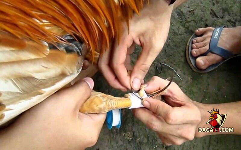 Thuốc cựa gà đá