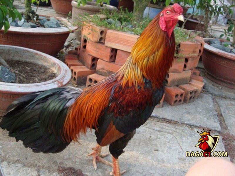 trại gà Cao Lãnh