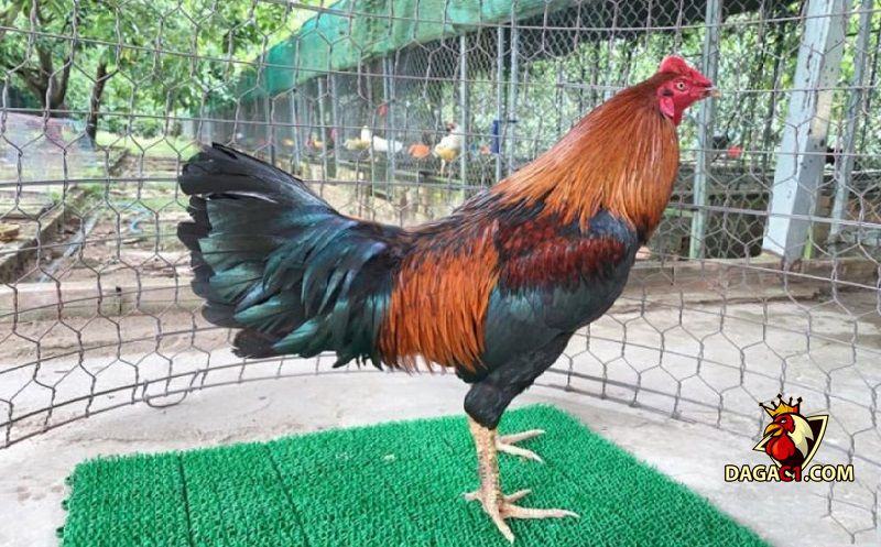 trại gà Cao Lãnh