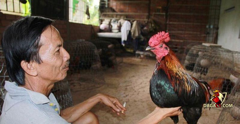 trại gà Cao Lãnh