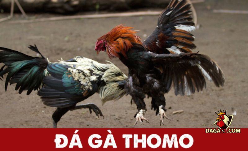 trực tiếp đá gà Thomo hôm nay