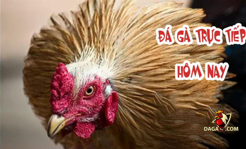 trực tiếp đá gà Thomo hôm nay