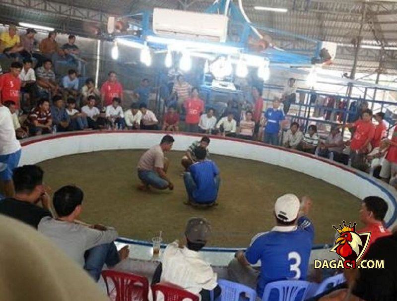 trường gà Campuchia