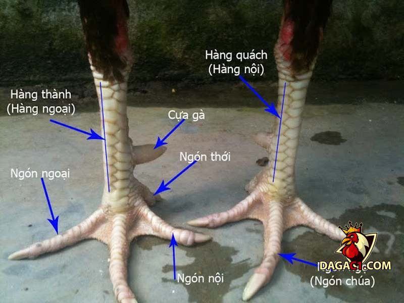 vảy gà chọi độc