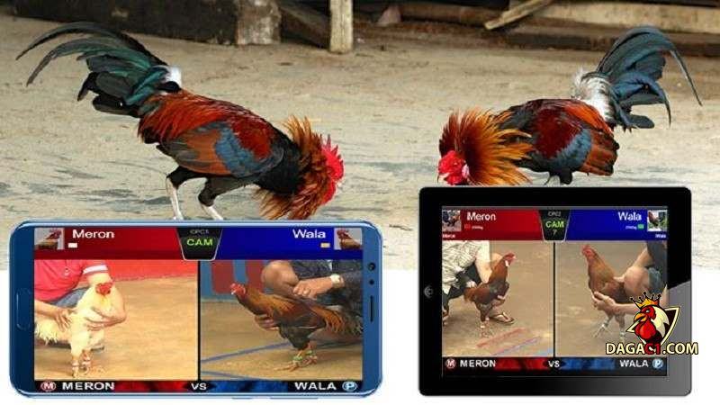 xem đá gà cựa sắt ăn tiền