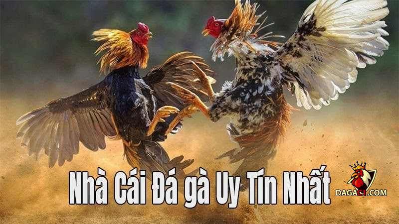 xem đá gà cựa sắt ăn tiền