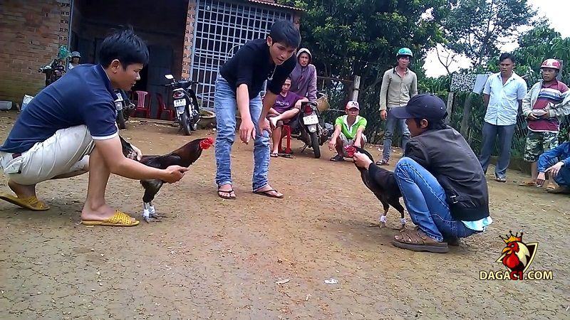 Xem đá gà cựa sắt miền Tây