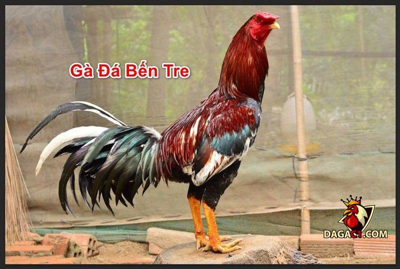 Xem đá gà cựa sắt miền Tây