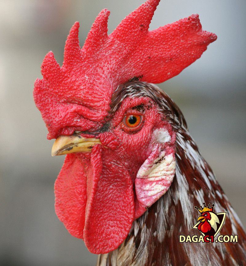 xem mắt gà chọi