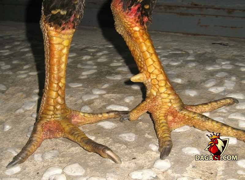 xem vảy gà chọi