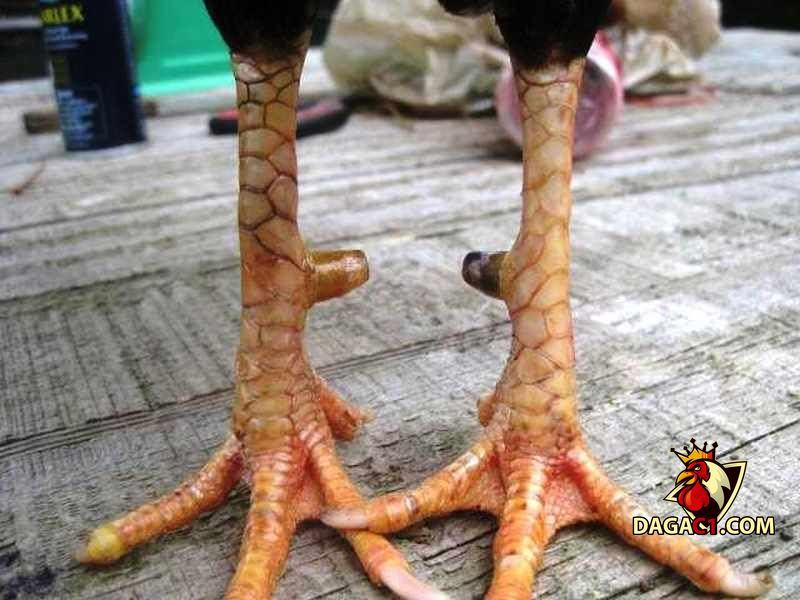 xem vảy gà chọi