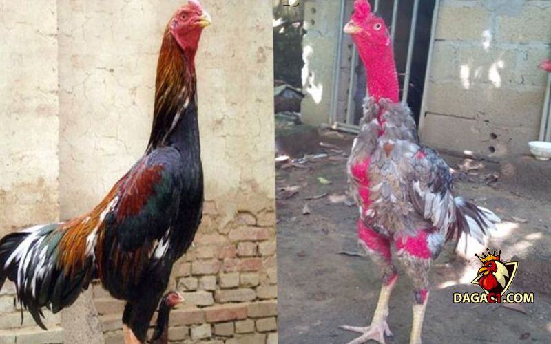 bán gà chọi Bình Định