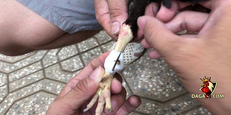 Băng cựa gà đá