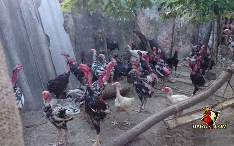 Bệnh ký sinh trùng đường máu ở gà