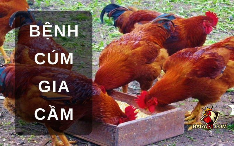 Bệnh thường gặp ở gà
