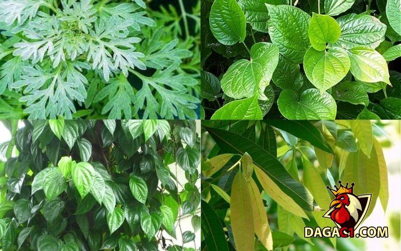 các bài thuốc dân gian trị bệnh cho gà