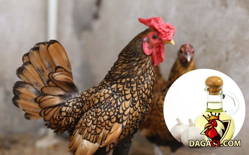 các bài thuốc dân gian trị bệnh cho gà