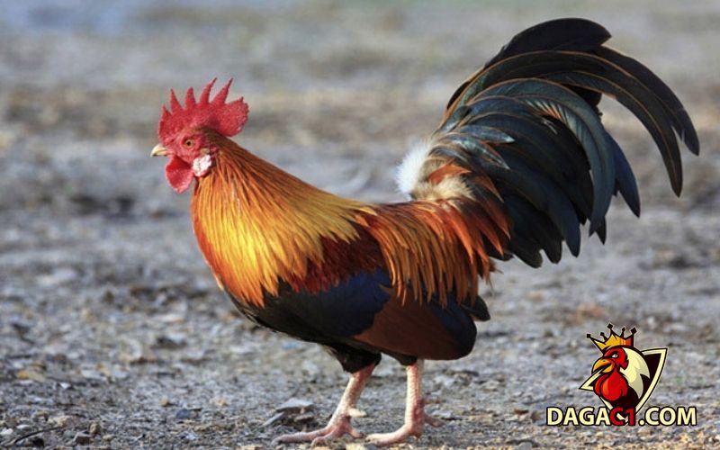 các bài thuốc dân gian trị bệnh cho gà