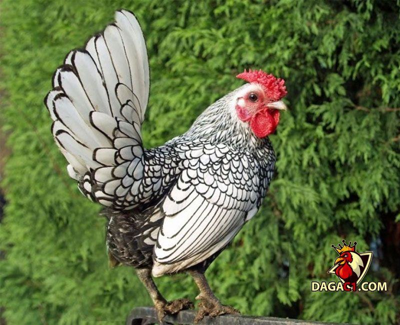 các loại gà kiểng đẹp
