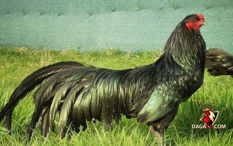 các loại gà kiểng đẹp