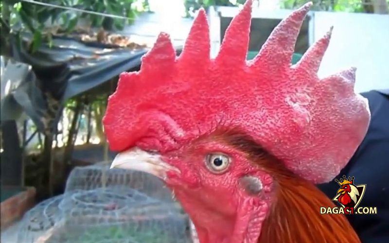 Các loại mào gà chọi