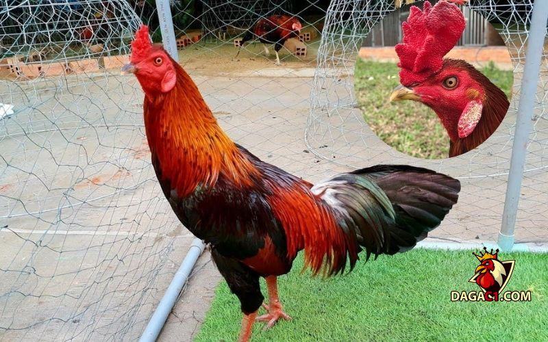 Các loại mào gà chọi