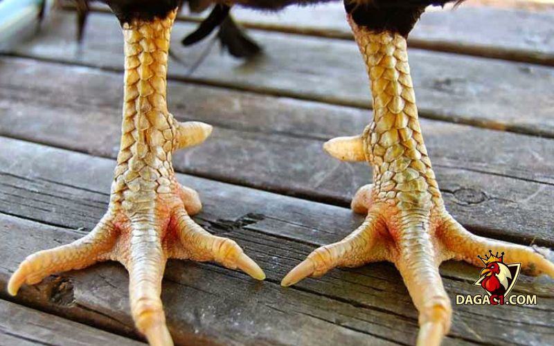 Các loại vảy gà